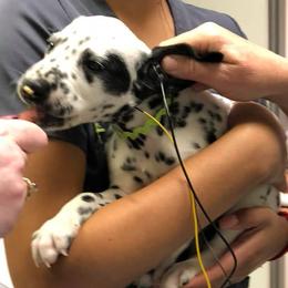 Dalmatian and Labrador Retriever Puppies from ECMO Farm Dalmatians & ECMO Farm Fox Red Labs