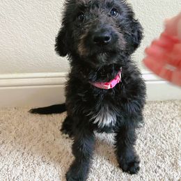 Labradoodle Puppies from Sweet Tea Labradoodles