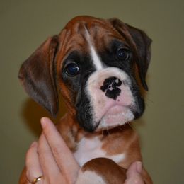 Boxer Puppies from Quinney’s Boxers
