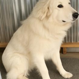 Ursa - Great Pyrenees