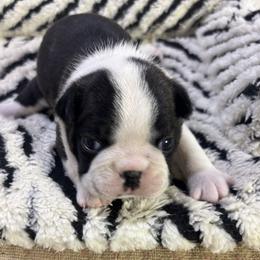 Toby - Brindle and white male Boston Terrier puppy in Alabama from Southern Bulldogs