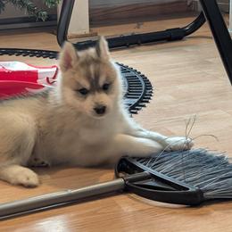 Sargent - Gray and white male Siberian Husky puppy in Wisconsin from Liberty Siberians