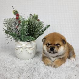 Enzo - Red male Shiba Inu puppy in Sacramento, California from Shiba Inu of Matrix