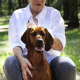 Rhodesian Ridgebacks from RoccRidge Hounds