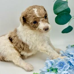 Huck - Red merle male Aussiedoodle puppy in Eastman, Georgia from Dood B Ranch