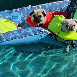 Pugs from Pug Happy
