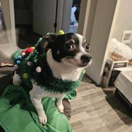 Mickey - Chihuahua