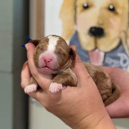 Boy 3 - Red  male Goldendoodle puppy in Wharton, Texas from Little Fur Friends