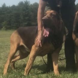 Hades - Bloodhound