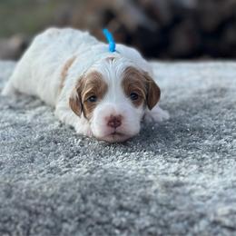 Blue - Parti male Goldendoodle puppy in Cuero, Texas from Firestorm Kennel