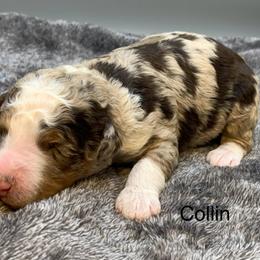 Collin - Chocolate merle male Bernedoodle puppy in New Ringgold, Pennsylvania from Hawk Mountain Doodles