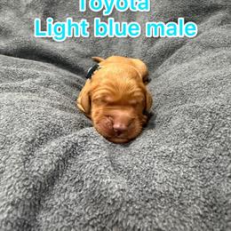 Light blue - Golden male Golden Retriever puppy in Salt Lake City, Utah from Soaring golden retrievers