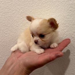 Angelino - Fawn and white male Chihuahua puppy in Burleson, Texas from Tiny Diiamond Chihuahua