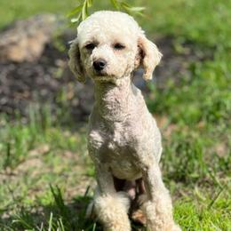 Graham - Cockapoo
