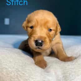 Stitch - Golden male Golden Retriever puppy in Simpsonville, South Carolina from Upstate Revival Retrievers
