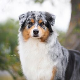 Australian Shepherd All Grown Up from Blossom Hill Aussies