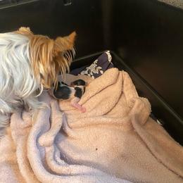 Boy 2 - Parti male Yorkshire Terrier puppy in Watertown, New York from NNYYorkies