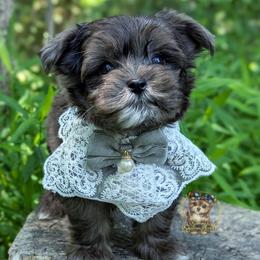 Korean Merle Heihei - male Companion Cross puppy in Barren Springs, Virginia from Seeking Shalom Acres Maltese, Maltipoos & Havamalts