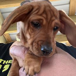 Dachshund Puppies from Witchy Woman’s Wiener’s