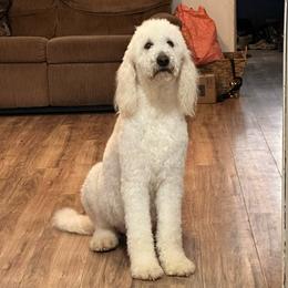 Blayke-Lynne - Labradoodle