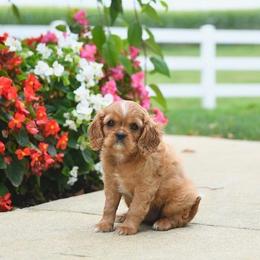 Alana - Ruby female Cavalier King Charles Spaniel puppy in Sacramento, California from Edens Edge Cavaliers