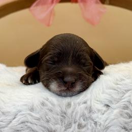Ivy - Chocolate female Australian Labradoodle puppy in Anderson, California from Shaggy Doodles