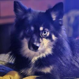 Voo - Pomsky