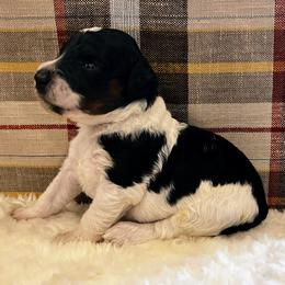 Acorn - Black and white female Aussiedoodle puppy in Orange Cove, California from Sand Creek Ranch Aussiedoodles
