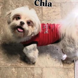 Chia - Shih Tzu