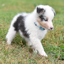 Bonbon - Blue merle white and tan female Shetland Sheepdog puppy in Wolcott, Indiana from Southside Shelties