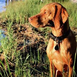 Vizslas from Paige Yager