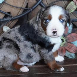 Blue Merle 1 - Blue merle female Miniature Australian Shepherd puppy in Lawton, Oklahoma from Lindsey’s Aussies
