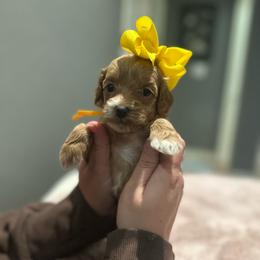Yellow - Red  female Goldendoodle puppy in Shingle Springs, California from Creamy Retrievers