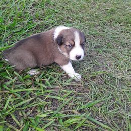 Border Collie Puppies from Oddity Kennels