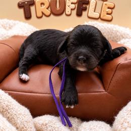 Truffle - Black female Cavapoo puppy in Mayo, Florida from Kingston’s Cavaliers