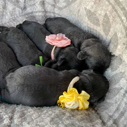 Miniature Schnauzer Puppies from Laurel Crown Schnauzers