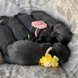 Miniature Schnauzer Puppies from Laurel Crown Schnauzers
