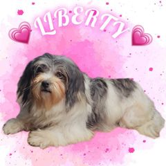 Liberty - Shichon
