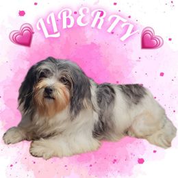 Liberty - Shichon