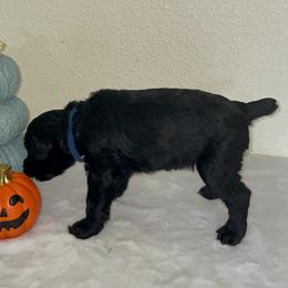 Giant Schnauzer Puppies from JAMG Schnauzers