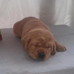 Chips - Yellow female Labrador Retriever puppy in Prince George, Virginia from Kingdom Kenelz Labradors