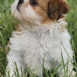 Shih Tzus from Michigan Shih Tzu Babies