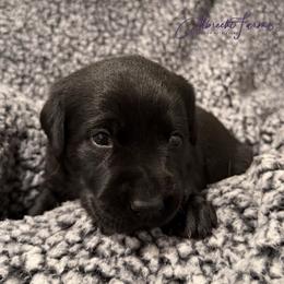 Purple Girl - Black female Labrador Retriever puppy in Colorado from Albrecht Farms Labrador Retrievers