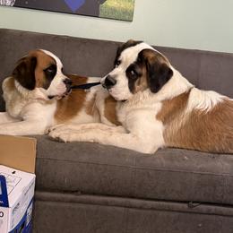 Saint Bernard Puppies from BnC Breeders