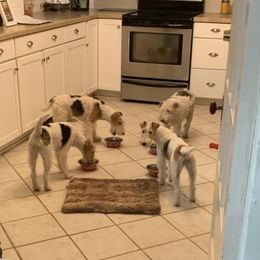 Wire Fox Terriers from CharLaDan