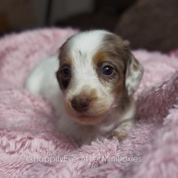 Isadora - Piebald female Dachshund puppy in Robesonia, Pennsylvania from Happily Ever After’s Puppies
