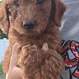 Callie - Red female Labradoodle puppy in Clinton, Ohio from P&L Doodles