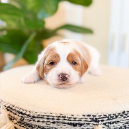 Novel - Parti female Goldendoodle puppy in Jackson, Tennessee from Doodlebug Farms