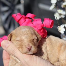 India - Apricot female Goldendoodle puppy in Forney, Texas from Diamond Doodle Pups and Poodles