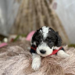 Archer - Parti male Goldendoodle puppy in Sheridan, Arkansas from Arkie Doodles